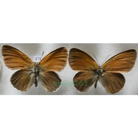 Coenonympha glycerion (Borkhausen, 1788) 2xmale Strzępotek glicerion Czech47f